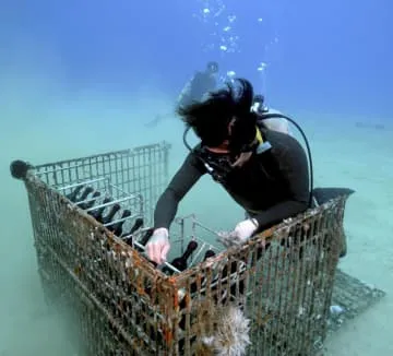 奄美の海底でワイン熟成