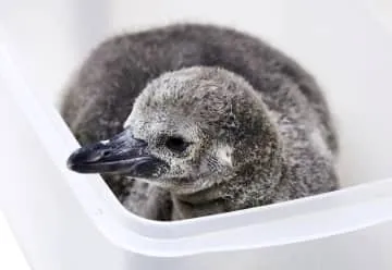 赤ちゃんペンギンふわふわ