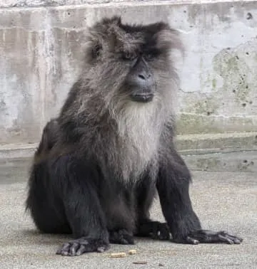 シシオザルの雌カイガ死ぬ