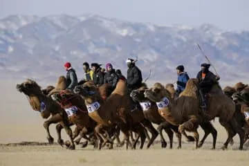 真冬の砂漠でラクダレース