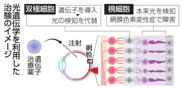 「光遺伝学」で視覚再生