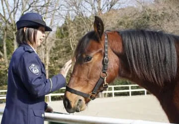 京都府警騎馬隊に新加入