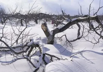 大雪の青森、リンゴ被害深刻