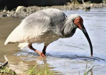 能登半島にトキ放鳥へ、本州で初