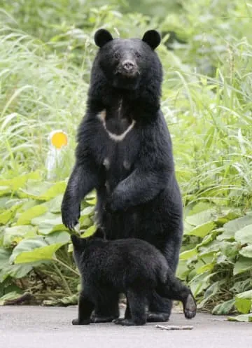 市街地でのクマ銃猟が可能に