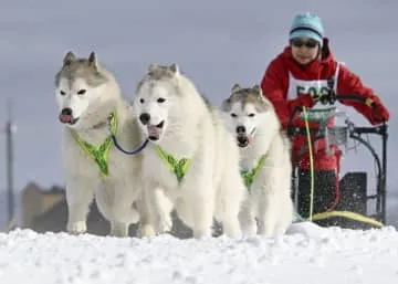 強風の雪原、犬ぞり駆ける