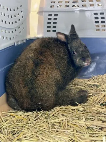 奄美でクロウサギ飼育