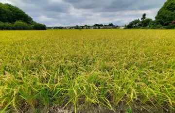 25年コメ生産、29道県で増加