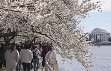 米首都の桜、3月下旬見頃