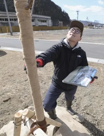 震災被害の大川小卒業生が桜植樹