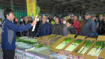 柔らかく甘い春ネギ、出荷本格化