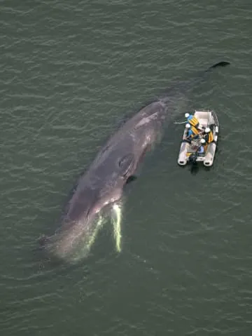 クジラ処理費用問題で5人処分