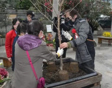 優雅な香りの桜を植樹、鳥取