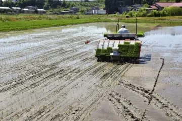 コメ作付面積拡大、4年ぶり水準