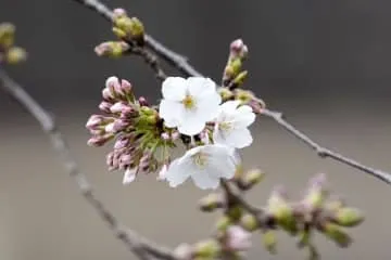 東京都心部で桜が開花