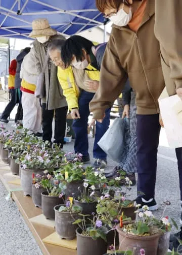 輪島市門前町で「雪割草まつり」