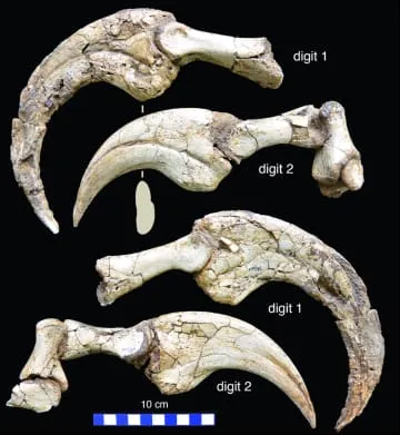 「2本指の恐竜」新種化石を発見