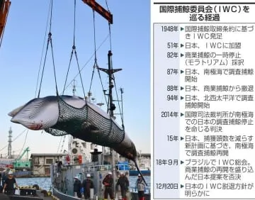 【ＩＷＣ脱退後】どうなる日本の「クジラ食」