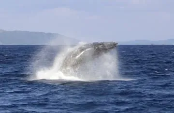 ザトウクジラ、奄美来遊シーズン