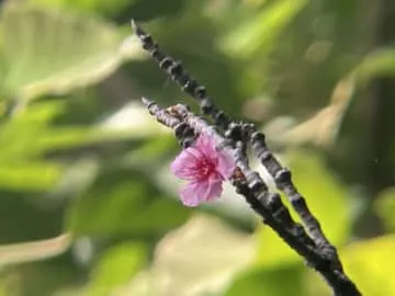 那覇で今季初の桜開花