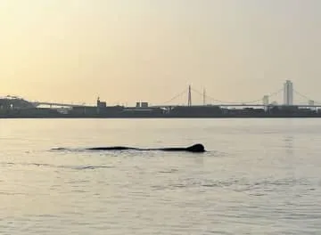 大阪・淀川河口にクジラ