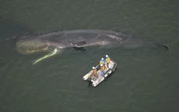 大阪の迷いクジラ死ぬ