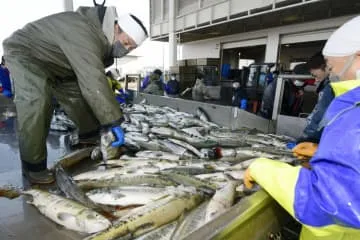 北海道、秋サケ2940万匹