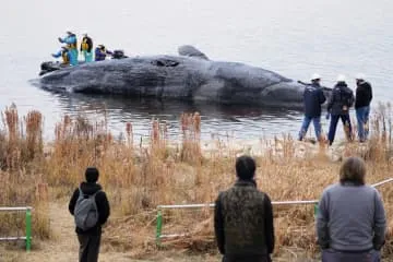 大阪、クジラの運搬作業開始