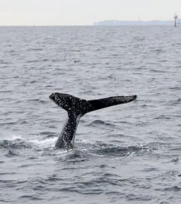 東京湾に泳ぐクジラ？