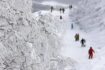 木々に「霧氷」、北海道トマム山