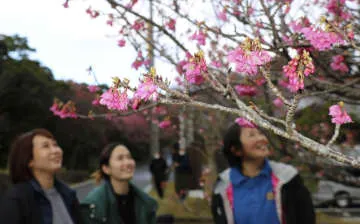 奄美でヒカンザクラ開花