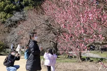 水戸の偕楽園で梅まつり始まる