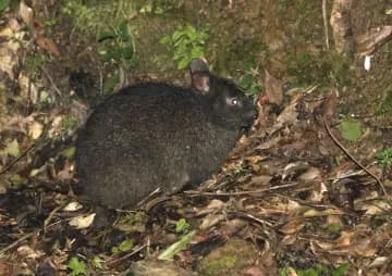 アマミノクロウサギ、誤って駆除