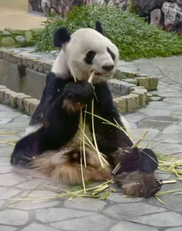 父パンダ永明にバレンタイン