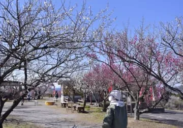 和歌山の南部梅林が見頃