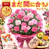 ＼まだ間に合う！／ 母の日 まだ間に合う プレゼント 2026 花 生花 カーネーション 鉢植え 5号 バンビーノ 希少 鉢花 …