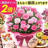 ＼まもなく値段上がります★ポイント2倍／ 母の日 まだ間に合う プレゼント 2026 花 生花 カーネーション 鉢植え 5号 …