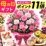 ＼まもなく終了★ポイント11倍／ 母の日 まだ間に合う プレゼント 2026 花 生花 カーネーション 鉢植え 5号 バンビー…