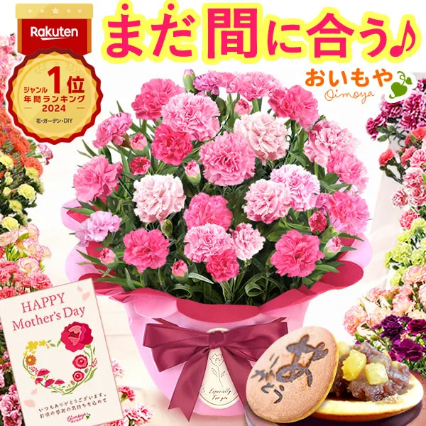 ＼まだ間に合う！／ 母の日 プレゼント 送料無料 花 生花 2025 ギフト 鉢植え 希少 鉢花 カーネーション 5号 どら焼き…
