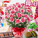＼まもなくお値段上がります／ 母の日 カーネーション ギフト 花 プレゼント 大きい 5号 鉢植え 2026 選べる特典 スイ…