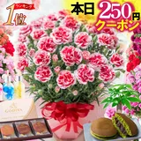 ＼本日先着250円クーポン／ 母の日 まだ間に合う カーネーション ギフト 花 プレゼント 大きい 5号 鉢植え 2026 選べ…